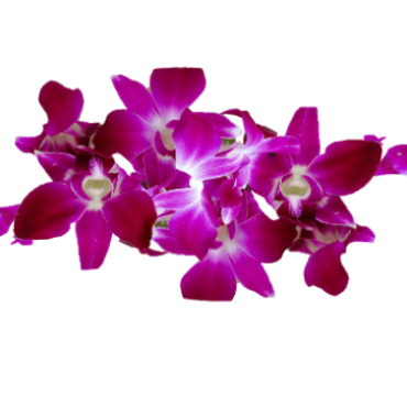 Orchid Edible Decoration about 50 pcs. - Edible flowers