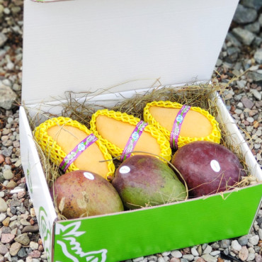 Set 18-Mango Fiesta - Zestaw różnych gatunków mango w jednym pudełku (zielone mango+miodowe/tajskie mango)
